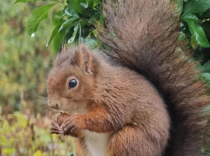 Дом отдыха Belle-swan *