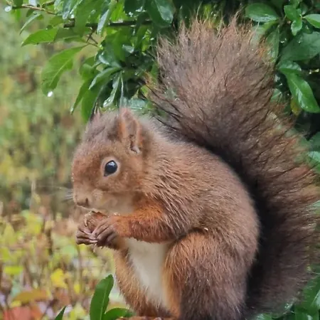 Vakantiehuis Belle-swan *